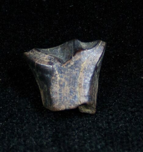 Rare Leptoceratops Tooth #1366